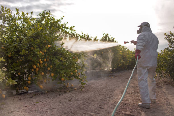 Best Best Pest Control Companies  in Kachina Village, AZ