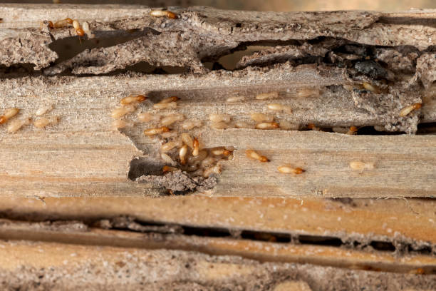 Pest Prevention Services in Kachina Village, AZ