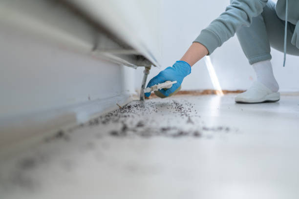 Best Mosquito Control Services  in Kachina Village, AZ