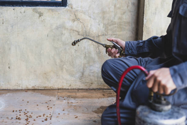 Best Best Pest Control Companies  in Kachina Village, AZ